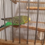 Зайцева Зайцева