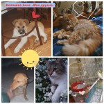 Копанёва Копанёва