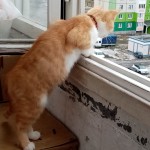 15, Шевляков Артемий 15, Шевляков Артемий