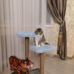 Тарасов Артем "Подставка для кошки"